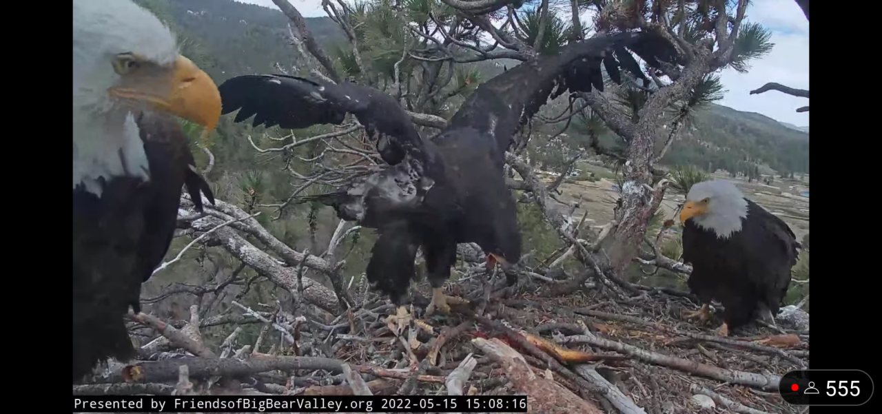 I’m emotional today, so I’ll share some bird news out of Southern California.ALTSpirit (hatched March 3, 2022) might fledge anytime within the next few weeks and I’m not ready. I’ve been watching this bald eagle nest live feed