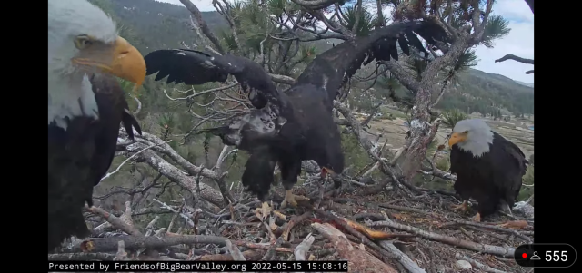 I’m emotional today, so I’ll share some bird news out of Southern California.ALTSpirit (hatched March 3, 2022) might fledge anytime within the next few weeks and I’m not ready. I’ve been watching this bald eagle nest live feed