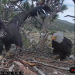 I’m emotional today, so I’ll share some bird news out of Southern California.ALTSpirit (hatched March 3, 2022) might fledge anytime within the next few weeks and I’m not ready. I’ve been watching this bald eagle nest live feed