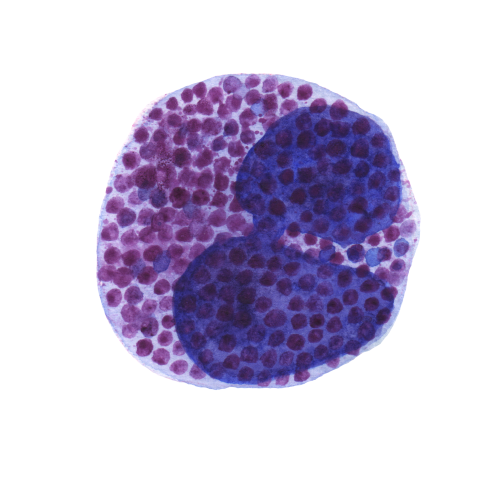 Blood cells