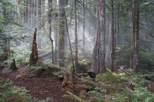 Forest by Martin