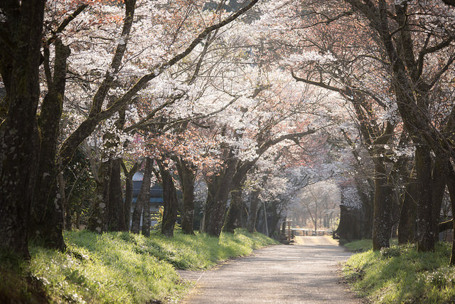 fuckyeahjapanandkorea:  spring path by doc_2014