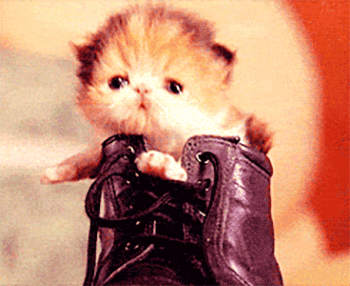 babyanimalposts:  feeling sad? you need this blog on your dash!