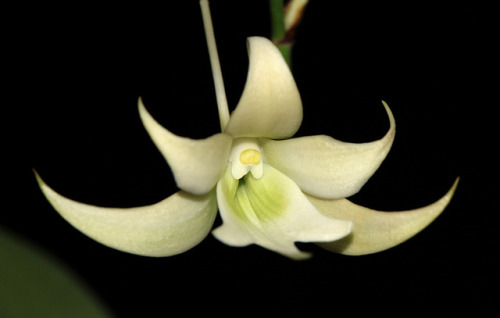 Sobennikoffia humbertianaWonderful orchid endemic to dry-yet-humid evergreen and deciduous scrubland