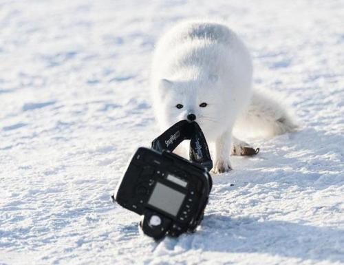 everythingfox:Arctic fox steals camera