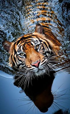cute-dangerous:  Tiger in the water