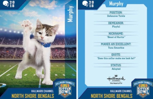 analgesicsleep: Hallmark Channel presents: KITTEN BOWL V, FEBRUARY 4, 2018 Team: North Shore Bengals