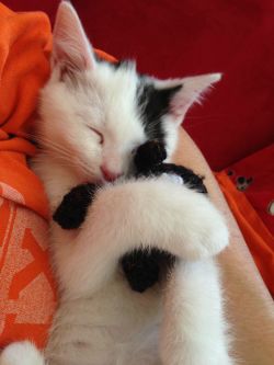 awwww-cute:  My kitten fell asleep hugging