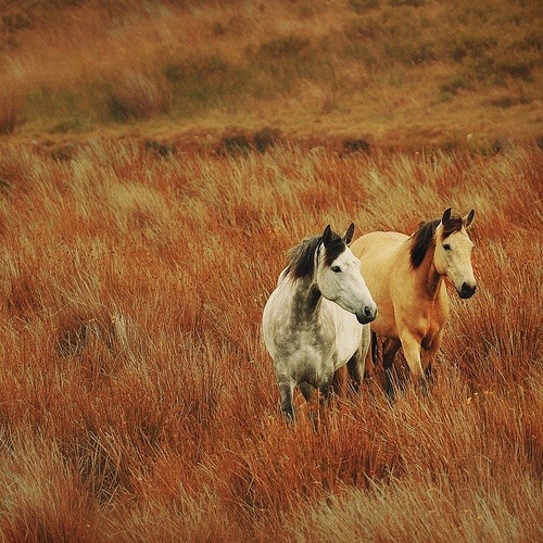 espero que me convierta en el caballo como en la foto.