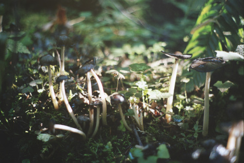 lemographie: Forest Finds | Laura Marshall