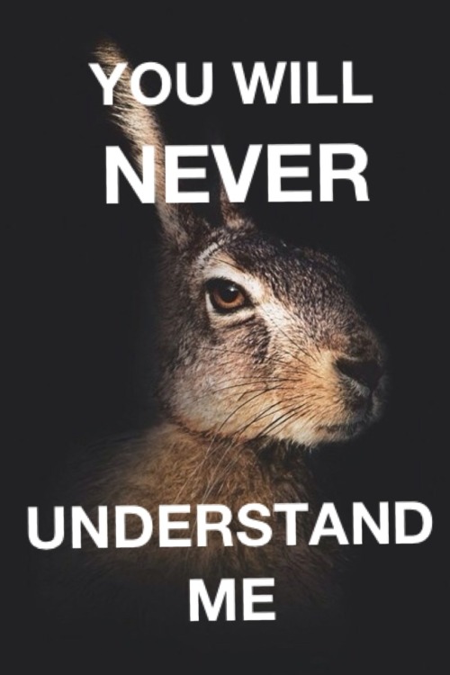 ehehehh:  Sassy rabbit