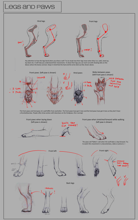 Porn photo dragonbow:  Wolf anatomy tutorial series