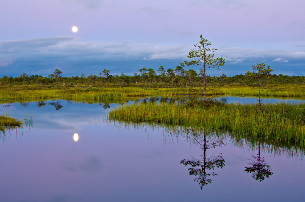 sci-universe:  The magical bogs of Estonia  Image credit from the top (please don’t