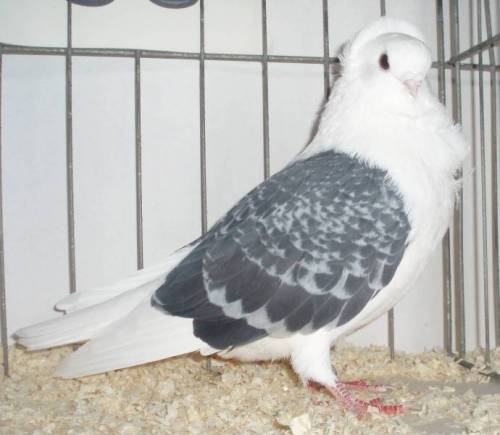 lostlegendaerie:  here are some pictures of old german owl pigeons to brighten your day 