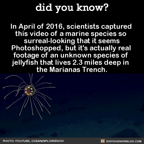 did-you-kno:  In April of 2016, scientists captured  this video of a marine species