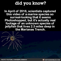 did-you-kno:  In April of 2016, scientists captured