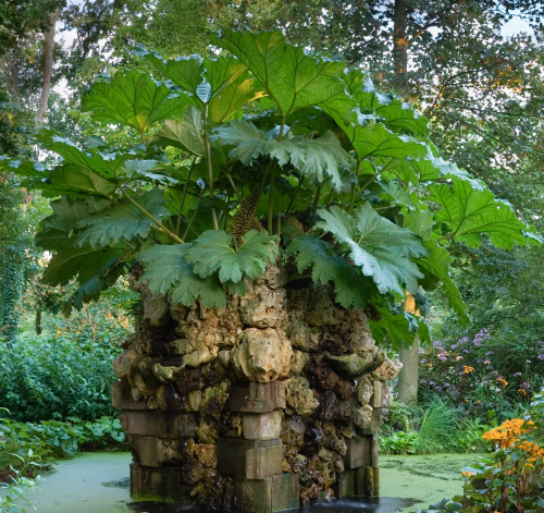 Gunnera manicata growing in the pond in The Stumpery at Highgrove Gardens, Gloucestershire, EnglandP