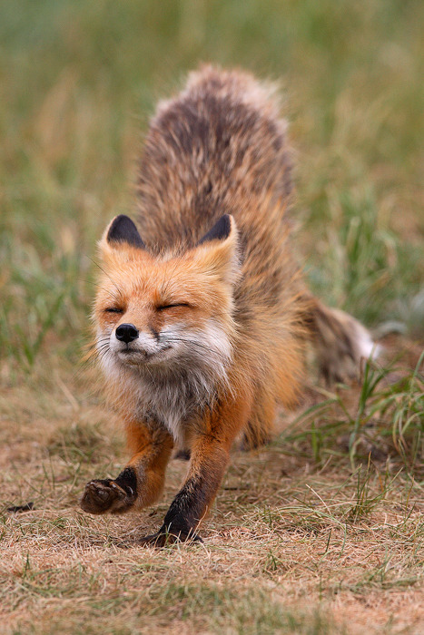 beautiful-wildlife:Fox Yoga by Nate Zeman