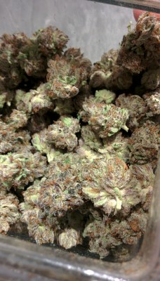 smokethesativa:  greendreamcannabis:  Puss Kush is Pre-98 Bubba Kush crossed with Catpiss! This is so fire!    FoLLoW ThE sAtIVa