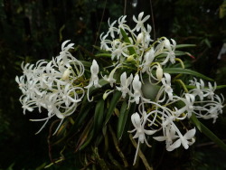 orchid-a-day:  Vanda falcata (Amami Island)Syn.: