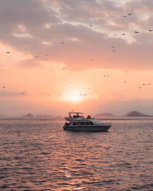 When thousands of bats leaving their roost during sunset is such a magnificent spectacle (at Pulau K