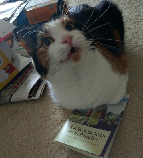 calliecucumber: My cat pulled this Jehovah’s Witness pamphlet out of my recycling pile to sit 