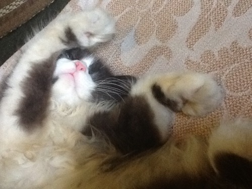 Funny sleeping pics of my cat! (submitted by multi-fandom-wonder)