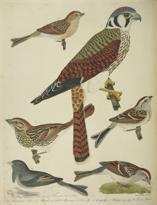 Selections from American ornithology v.02, 1810. 