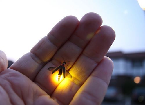 &ldquo;You have not failed until you quit trying.&rdquo;-Gordon B. Hinckley