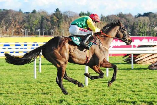 Sizing JohnMidnight Legend x La PerrotineThoroughbred, GeldingBorn 2010