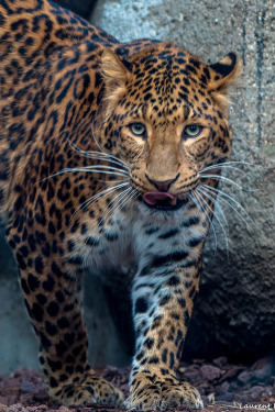 captvinvanity:  North chinese Leopard  | Photographer | CV