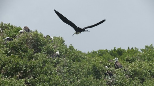 Fregatt birds - Barbuda (Antigua) 2015