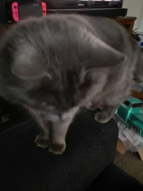 These Are The Goofies. The Gray Cat Is Buttercup, The Tabby Is Tucker. Tucker Is Technically My Brother's