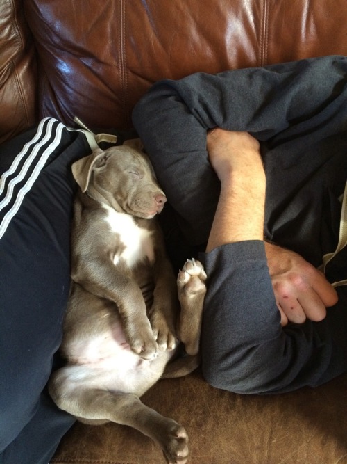 awwww-cute:  Oh, you’re resting, I’ll just squish right..in..here