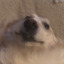 chicathedog