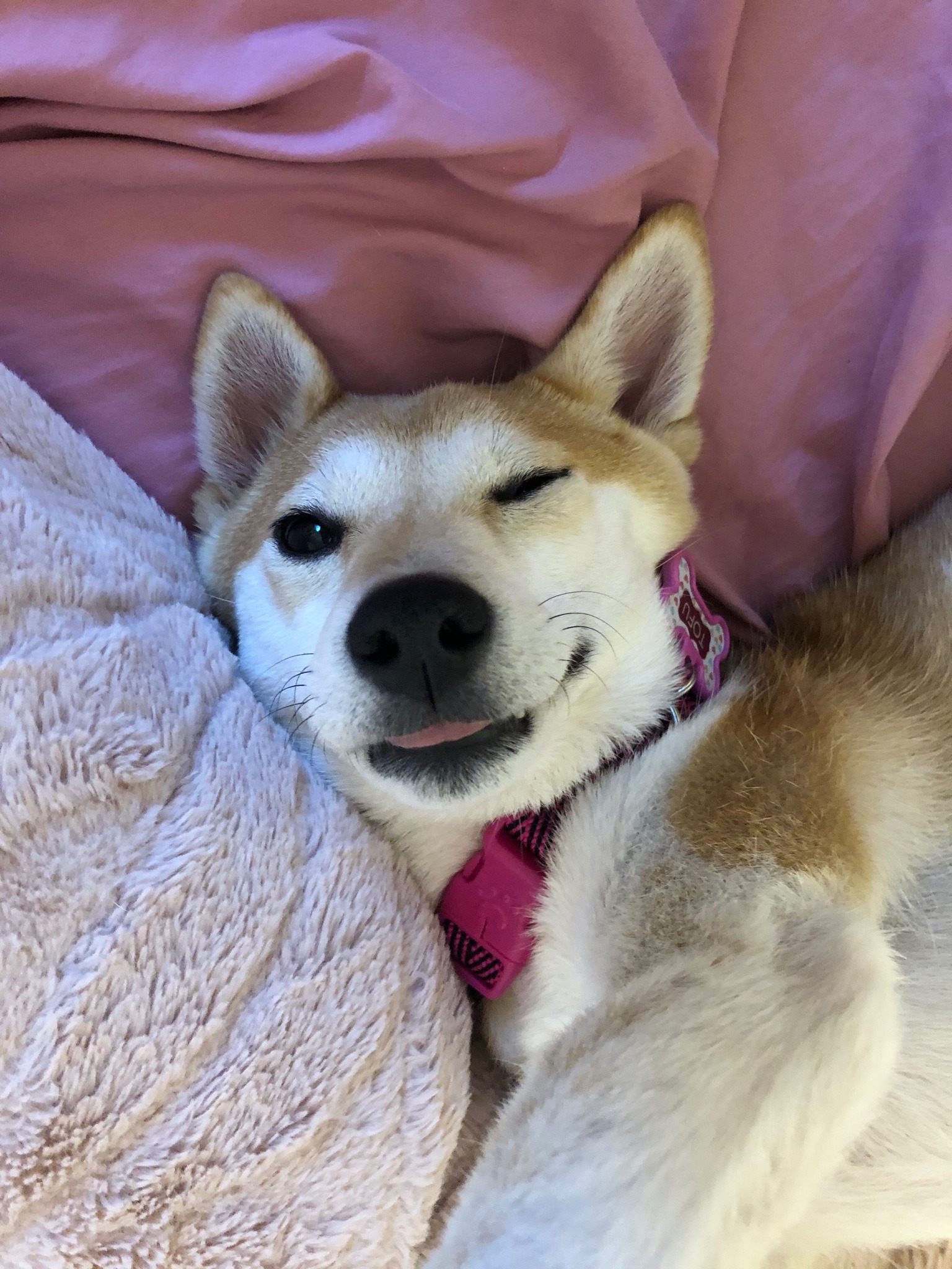 Featured image of post Shiba Inu Tumblr 3 349 likes 284 talking about this