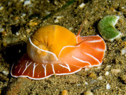 cool-critters:  Naticarius orientalis Naticarius orientalis is a species of predatory sea snail, a marine gastropod mollusk in the family Naticidae, the moon snails. It grows up to 3,7 cm.  It is native to the Indian Ocean and the Pacific Ocean. It feeds