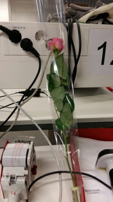 Women&rsquo;s day. I got this at work from one of the supervisors (a nice one).