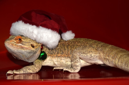 mybeardeddragonobsession:Cinna Claus