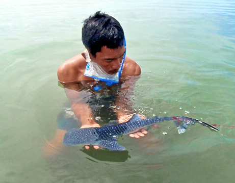 reptimania:  trynottodrown:  some cute shark pups for you  whale shark pups look