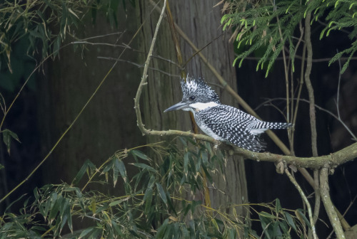 ヤマセミ（Creted Kingfisher）