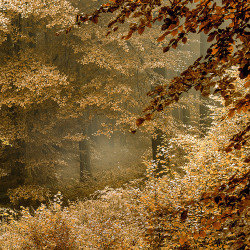 Ponderation:  Golden Leaves By Leigh Dorey