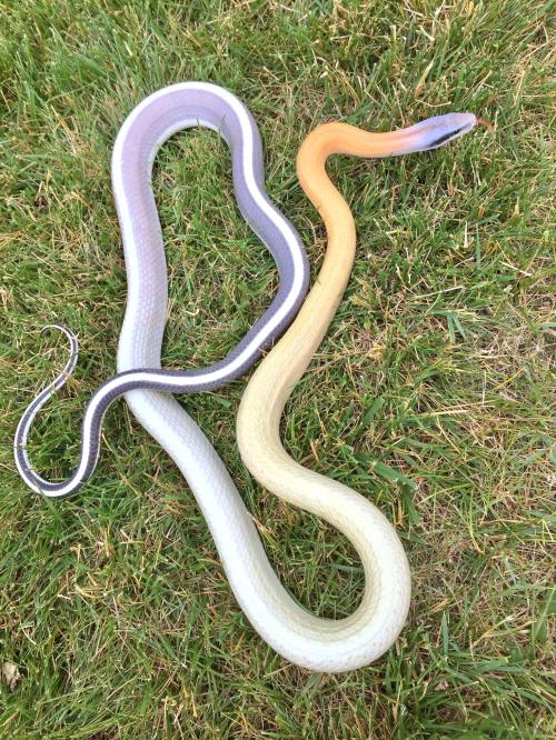 william-snekspeare: almightyshadowchan: He’s almost 7 ft long, and as sweet as he is lovely!&n
