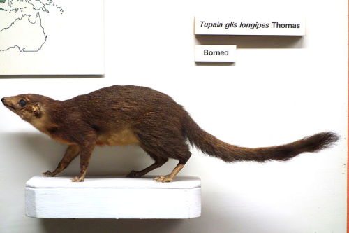 Long-footed Treeshrew (Tupaia longipes)&hellip;a species of Treeshrew (Order: Scandentia) which is e