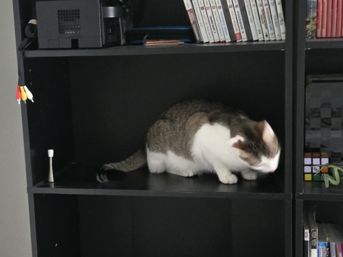 After Months Of Research On The Subject, And Many Peer Reviews Later, I Have Concluded That My Cat Is