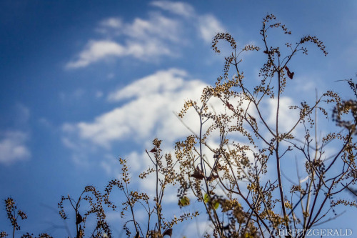 Plainsboro Audubon Preserve.  Plainsboro, NJ. ISO 800 | 43mm | f/4.5 | 1/6400 secPhoto © 2020 Brian 