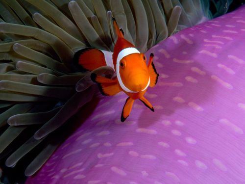 An anemonefish hovers over its purple host near Sulawesi, Indonesia. [x]