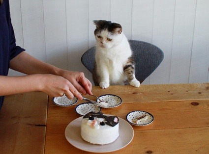 bunnyfood:
“ (via unimpressedcats)
”