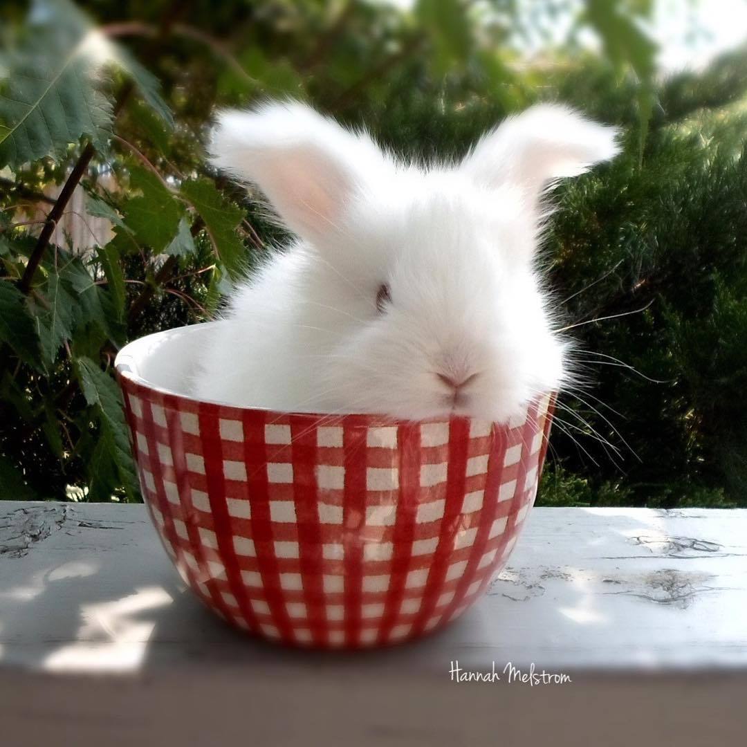 ladyoleighander:  adorable-bunnies:  ❤️  Oh my God.