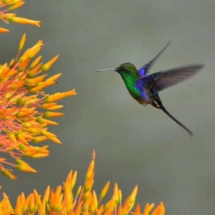 This little beauty is the Long-tailed Woodnymph, an endangered hummingbird found only in a small are